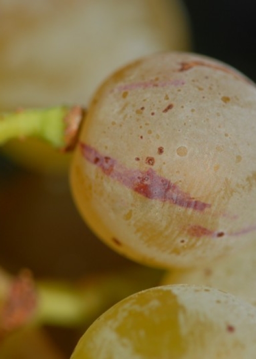 Farbmutation roter zu weissem Riesling ANT 1459
